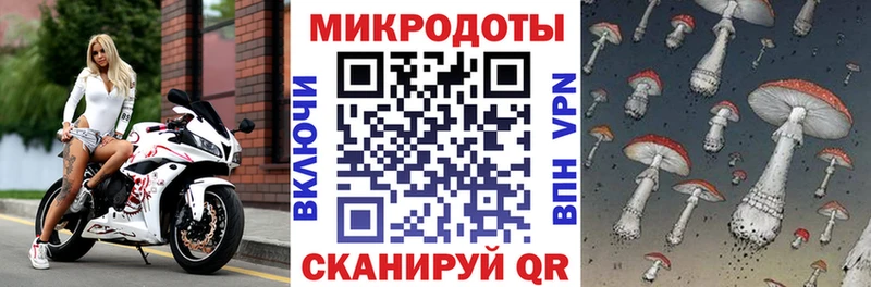 где найти наркотики  Шимановск  Галлюциногенные грибы Psilocybe 